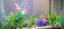 美之海魚(yú)缸客廳家用小型長(zhǎng)方形桌面魚(yú)缸水族箱懶人免換水生態(tài)上過(guò)濾魚(yú)缸 83*34*65cm 下單默認(rèn)發(fā)白色 曬單實(shí)拍圖