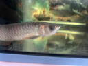 OCEAN FREE仟湖傲深龍魚(yú)藥水殺菌抑菌凈水紅金龍魚(yú)病治療立鱗水霉內(nèi)外寄生蟲(chóng) 龍魚(yú)5號(hào) 150ml 曬單實(shí)拍圖