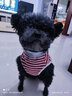 MOEPIE夏季狗狗衣服泰迪比熊雪納瑞柴犬金毛大中小型犬衣服2025全棉背心 紅色 2XL（推薦17-22斤） 曬單實(shí)拍圖