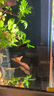 速倍妥雷龍魚飼料阿薩姆眼鏡蛇巴卡鉛筆魚七彩雷龍發(fā)色揚紅雷龍專用 雷龍飼料 揚紅 80g+2包試用包 曬單實拍圖