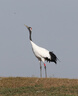 適馬（SIGMA） 150-600 mm 全畫幅二手鏡頭 中長(zhǎng)焦超遠(yuǎn)攝變焦鏡頭 打鳥荷花 適馬150-600 DG OS HSM S版佳能口 準(zhǔn)新 曬單實(shí)拍圖