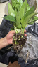 大葉綠蘿柱客廳大型盆栽辦公室內樹(shù)樁綠植物長(cháng)藤綠籮苗 h 10厘米小苗 不含盆 曬單實(shí)拍圖