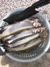 歐娜（OLLA）新款進口日本歐娜魚鉤細絲泥鰍鉤寬鉤門掛蝦活餌筏釣鉤翹嘴路亞鉤 超細泥鰍鉤30枚 15號 曬單實拍圖