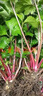 秋穎紅艾草苗艾草新鮮盆栽紅腳桿艾葉苗食用珍珠菜帶根帶泥四季蔬菜 5棵帶根苗 曬單實(shí)拍圖
