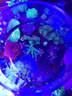 施特馳Seatorch海鹽珊瑚巖礁海水鹽養(yǎng)魚海水缸珊瑚魚缸繁殖桶裝海水用品 LPS天然珊瑚鹽((20KG) 曬單實(shí)拍圖