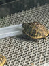 MAZURI馬祖瑞陸龜糧新老款蘇卡達(dá)紅腿輻射星龜豹龜亞達(dá)赫曼緬甸龜飼料 【老款】100克（高蛋白） 曬單實(shí)拍圖