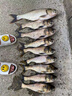 BAISHA FISH BS白鯊鰱鳙二代方塊餌料酸臭味草莓味霧化好拋竿海竿主攻花白鰱魚(yú)餌 二代酸臭鰱鳙方塊【快霧化】 【1包裝】 曬單實(shí)拍圖