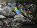 Daijia綁好線海釣船釣魚(yú)鉤丸世夜光魚(yú)鉤黃姑魚(yú)白果子鱸魚(yú)黑頭子線發(fā)光鉤 24號(hào) 丸世夜光鉤 曬單實(shí)拍圖