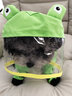 嬉皮狗（hipidog）狗狗雨衣夏季衣服寵物狗夏天泰迪比熊小型犬動(dòng)物造型牽引出行雨衣 青蛙蒂安綠 2XL建議體重16-20斤 曬單實(shí)拍圖