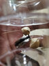西克里魔術(shù)戒指 開(kāi)心果穿越 開(kāi)心果吸鐵石穿杯子 磁鐵磁戒指 近景魔術(shù)道具 工具兒童嬰兒玩具 開(kāi)心果(果仁版)+黑圈磁戒中號 一個(gè) 曬單實(shí)拍圖