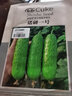 壽禾旱黃瓜種子家庭種植蔬菜陽(yáng)臺綠刺本地水果海洋白玉東北大田冬春季 冰翡翠旱黃瓜種子 10g約300粒 曬單實(shí)拍圖
