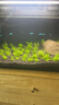 尼特利 NETLEA水草泥魚缸凈水營養(yǎng)土水族養(yǎng)魚水藻泥免水洗種植土草缸陶粒底砂 開缸推薦B 曬單實拍圖