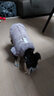 拉維佩特（LOVINGPET）寵物衣服小型犬 狗狗衣服小型犬泰迪比熊衣服保暖狗衣服桃皮絨 灰色 S（建議2.5-4斤） 曬單實(shí)拍圖