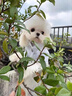 春燕美寵純種韓版馬爾濟(jì)斯犬幼犬活體幼崽寵物犬小型寵物狗馬爾濟(jì)斯寵物狗 賽級 請聯(lián)系客服 曬單實拍圖