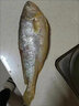 朵芙黃花魚 冰鮮大黃魚 黃魚4條 海鮮水產(chǎn) 燒烤食材生鮮魚類年貨送禮 【超大號】2斤/條碼頭直供 曬單實拍圖