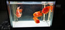 森森（SUNSUN）魚缸客廳小型桌面超白玻璃家用水族箱生態(tài)免換水金魚缸 60長(zhǎng)超白玻璃缸【含水泵和濾材】 曬單實(shí)拍圖