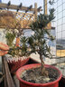 帶盆帶土 小葉羅漢松 樹(shù)樁盆栽盆景桌面 花卉 雀舌羅漢松樹(shù)苗 松柏造型盆景 羅漢松盆景不帶盆 曬單實(shí)拍圖