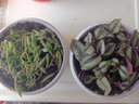 綠絲絳垂吊綠植珍珠吊蘭盆栽佛珠情人淚花卉四季常青陽(yáng)臺(tái)客廳懸掛植物 吊竹梅整盆（原裝盆土） 曬單實(shí)拍圖