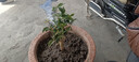 春沭 桂花樹(shù)苗 盆栽桂花樹(shù) 桂花苗 丹桂 金桂 四季桂花 嫁接桂花樹(shù) 桂花盆景 金桂 五年苗(粗度2cm) 曬單實(shí)拍圖
