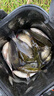 達摩 浮漂KC空心軟尾鯽魚漂4片孔雀羽毛8目軟尾輕口滑口魚釣魚浮標 達摩KC26（8目軟尾） 2號 曬單實拍圖