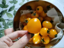 果果汐新鮮黃金圣女果櫻桃小番茄現摘自然熟酸甜黃皮西紅柿水果 1斤嘗鮮裝 曬單實(shí)拍圖