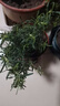 御春閣迷迭香盆栽可食用香草植物香料西餐牛排調(diào)料新鮮苗防蚊子驅(qū)蚊植物 迷迭香高度10厘米1盆 曬單實(shí)拍圖