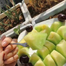覓式內蒙赤峰網(wǎng)紋蜜瓜冰淇淋甜瓜蜜瓜生鮮水果 2顆裝（6-7斤） 曬單實(shí)拍圖