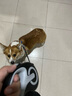 貞嘻狗繩牽引繩小中型犬自動(dòng)伸縮遛狗牽引繩狗鏈遛狗繩寵物繩遛狗神器 黑灰自動(dòng)牽引繩【5米】 曬單實(shí)拍圖