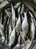 JINPU超輕超細19調鯽魚竿逆絲高碳素超硬調長節(jié)臺釣竿極細28調魚竿手竿 3.0米-超輕28調-僅13克 曬單實拍圖
