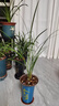 華香園蘭花苗【紅豆】春蘭銘品 濃香型 帶花苞 盆栽鮮花多肉 紅豆3苗連體裸根 帶花苞 曬單實拍圖