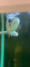OCEAN FREE仟湖傲深龍魚(yú)藥水殺菌抑菌凈水紅金龍魚(yú)病治療立鱗水霉內(nèi)外寄生蟲(chóng) 龍魚(yú)5號(hào) 150ml 曬單實(shí)拍圖