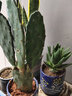 御春閣盆栽仙人掌苗 觀(guān)賞盆栽型 室內盆栽花卉 可嫁接植物 帶根發(fā)貨 一顆2片帶根 曬單實(shí)拍圖