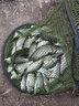 龍王恨浮漂煉匠蘆葦加粗醒目清晰鯽魚(yú)漂高靈敏黑坑混養(yǎng)綜合魚(yú)漂底釣魚(yú)標(biāo) L02 1# 曬單實(shí)拍圖