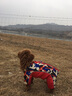 菲爾頓狗糧10kg成犬幼犬泰迪金毛拉布拉多通用型犬糧20斤 幼犬糧10kg 曬單實(shí)拍圖