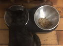 小佩15°可调节碗 猫碗猫食盆狗狗喝水饮水 护颈椎宠物碗食具水具 【新】双钢碗 实拍图