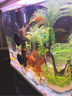 Atman魚缸加熱棒AT-700防爆玻璃加溫棒水族箱控溫器自動(dòng)恒溫升溫棒 25W推薦20-30cm魚缸 曬單實(shí)拍圖