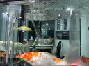欣錦寵錦鯉活體日本純種昭和白寫觀賞魚進(jìn)口精品錦鯉活魚淡水魚苗冷水魚 黃金錦鯉 12-14cm 曬單實(shí)拍圖