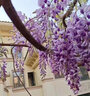 寶御安紫藤花樹(shù)苗耐寒耐旱爬藤植物豐花長(cháng)穗紫藤蘿庭院盆栽地栽好養花卉 紫藤花樹(shù)苗1.5公分粗 曬單實(shí)拍圖