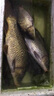 光威（GW）魚(yú)竿天尊競技臺釣竿碳素超輕超硬釣魚(yú)竿手竿鰱鳙大物綜合竿鯉魚(yú)桿 5.4m 天尊競技+禮包+竿稍+桿止 曬單實(shí)拍圖