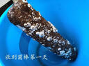 【香菇菌棒】食用菌平菇蘑菇種植菌包出口優(yōu)級趣味家庭陽(yáng)臺種植 香菇菌棒1根【40*10厘米】 袋裝 曬單實(shí)拍圖