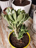花友玉樹(shù)老樁  盆栽苗老樁大葉玉樹(shù)花植物多肉燕子掌室內客廳綠植花卉 玉樹(shù)八年苗（地徑約3cm粗） 不含盆 曬單實(shí)拍圖