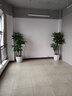 仙植緣【2小時同城配送】發(fā)財樹盆栽天堂鳥龜背竹大型綠植開業(yè)喬遷植物 |約1米|一對三株鴻運當頭|白瓷盆 專車送貨 更快更好 曬單實拍圖