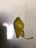 四叔公果蔬（現(xiàn)摘現(xiàn)發(fā)）海南黃肉菠蘿蜜 波羅蜜木菠蘿整個大果 孕婦新鮮水果 新鮮菠蘿蜜 22-25斤 曬單實拍圖