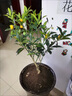 花e流客廳室內觀(guān)果植物金錢(qián)桔小金橘盆景金桔樹(shù)苗四季桔帶果子金桔6年 曬單實(shí)拍圖