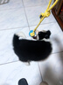 卡通猴小狗狗玩具繩結咬繩泰迪柯基磨牙拔河拖鞋大型犬拉扯繩子球形帶繩 雙色拔河球 狗狗玩具 曬單實(shí)拍圖