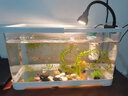 闊庭魚缸烏龜缸桌面透明生態(tài)魚缸客廳水族箱 烏龜缸【40白色·豪華款】 曬單實(shí)拍圖