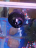 森森（SUNSUN）JVP沖浪泵魚缸水族箱造浪泵小型打浪泵吸盤磁鐵造流泵 吸盤款JVP100A 3w適合0.6米以下的魚缸 曬單實拍圖