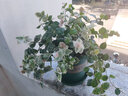 蝴蝶之舞 花葉絡(luò)石彩色組合盆栽陽(yáng)臺(tái)庭院辦公吊蘭耐寒耐熱不死花好養(yǎng)活 花葉絡(luò)石大盆（大橫紋盆） 不含盆 曬單實(shí)拍圖