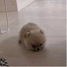 咯咪博美幼犬黃博美犬純種活體寵物狗小型犬球形哈多利系茶杯犬活體 寵物級 曬單實(shí)拍圖