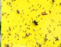 九千谷 双面粘虫板 灭小飞虫诱虫板黏虫板黄色果蝇针蜂粘板蓟马大棚黏虫驱虫20X25CM50片装覆纸4788 实拍图